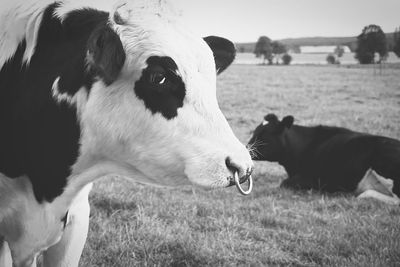 Close-up of cow on field