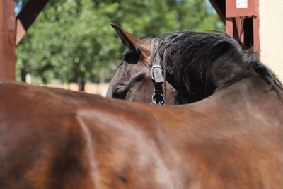 Close-up of a horse