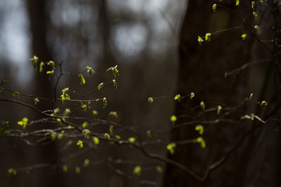 Close-up of leaves on tree