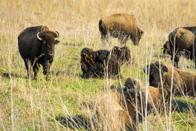 Close-up portrait of a bison