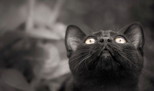 Close-up portrait of cat