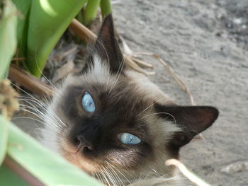 Close-up portrait of a cat