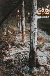 Close-up of fence at forest