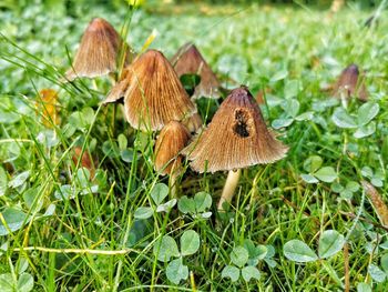 Close-up of wild mushroom on grass