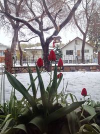 Plants growing on a wall