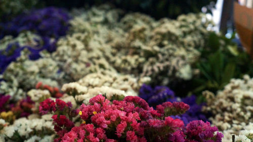 Close-up of flowers blooming outdoors