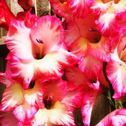 Close-up of pink flower