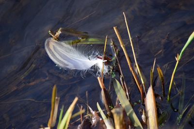 Close-up of plant in water