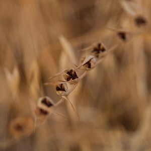 Close-up of wilted plant