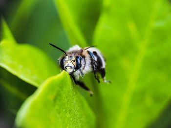 Close-up of insect on leaf