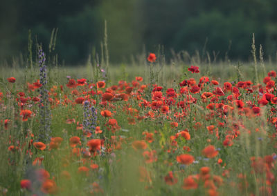 Close-up of red poppy flowers on field