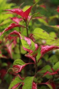 Close-up of pink flowers