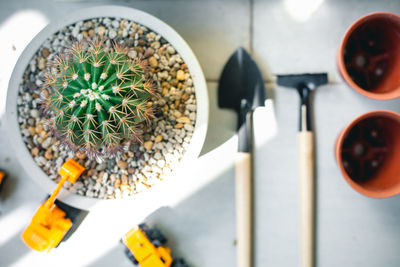 High angle view of potted cactus plant on floor