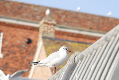 Seagull perching on railing