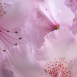 Close-up of pink flower