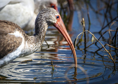 Close-up of bird in water