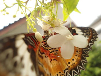 Close-up of white flowers hanging on plant