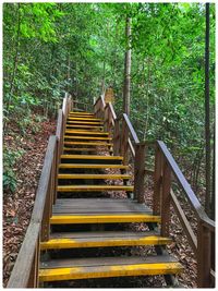 Staircase leading towards forest