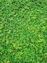 Full frame shot of leaves