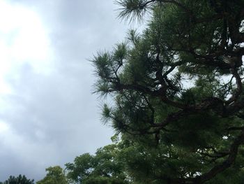 Low angle view of trees