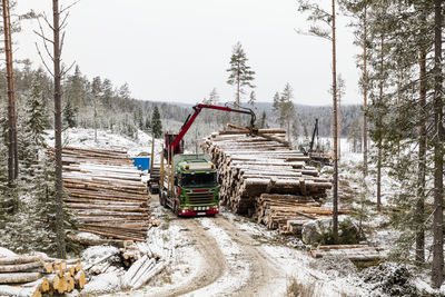 Crane loading logs on lorry