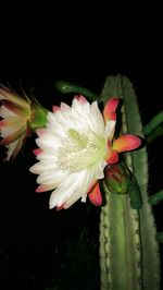 Close-up of flower blooming against black background