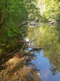 Scenic view of lake in forest