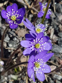 Close-up of purple crocus flowers