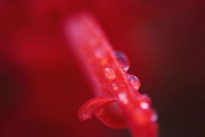 Macro shot of water drops on pink flower