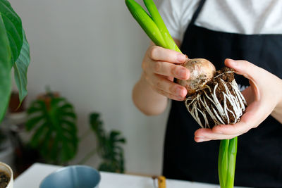 Florist transplants hyacinths from a shipping container into a pot