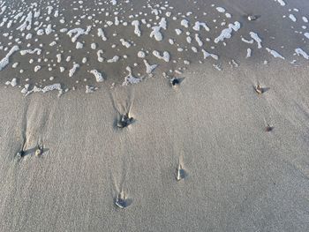 Birds flying on beach