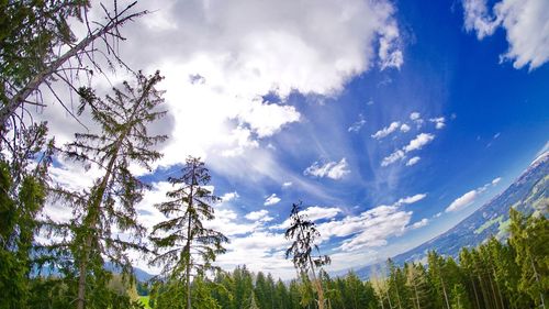 Low angle view of trees against sky