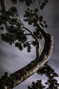 Low angle view of tree against sky