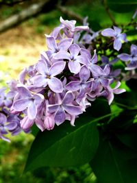 Close-up of purple flowers blooming outdoors