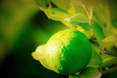 Close-up of fruits on plant