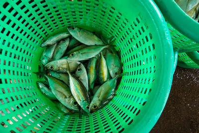 High angle view of fish in basket
