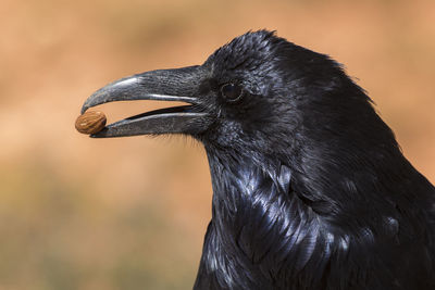 Close-up of black bird