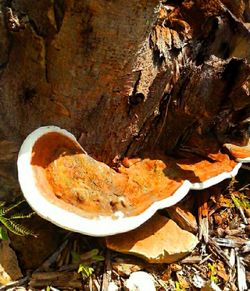 Close-up of mushroom growing on tree trunk