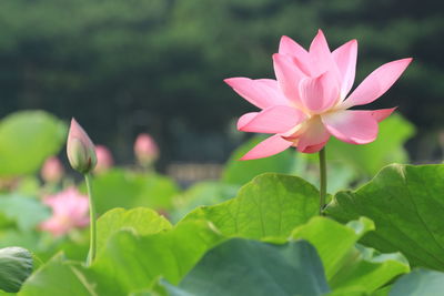 Close-up of pink lotus in pond