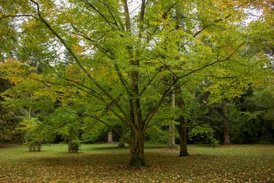 Trees on landscape during autumn