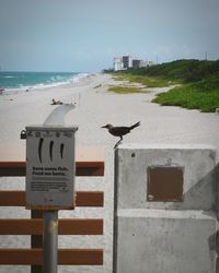 Close-up of seagull perching on sign by sea against sky