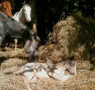 MarieElaine MacCormack