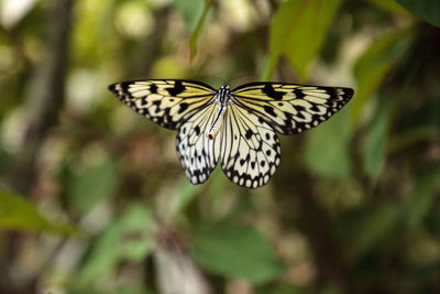 Close-up of butterfly on flower