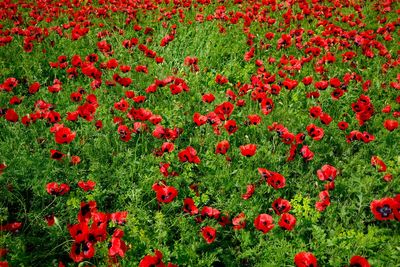 High angle view of red poppies on field