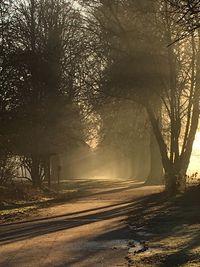 Trees on landscape