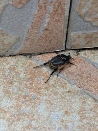 Close-up of insect