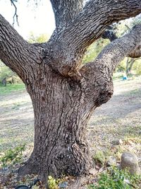 Close-up of tree trunk on field