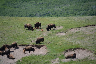 Horses grazing in field