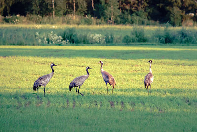 Flock of birds in a field