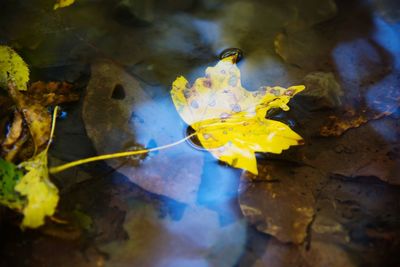 Close-up of yellow flower in water